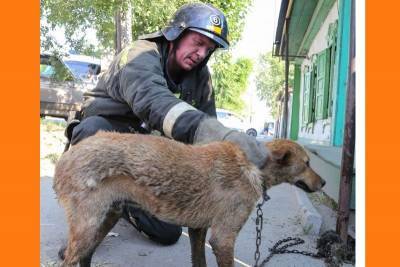 В Кургане пожарные спасли от огня дом и собаку
