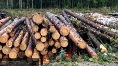Полиция Приморья задержала местного жителя, подозреваемого в крупной контрабанде леса