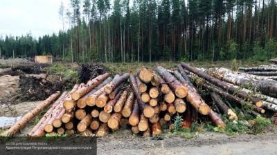 Задержан подозреваемый в контрабанде леса на 175 млн рублей в Приморье