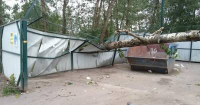 В Петербурге сильный ветер повалил в субботу в 75 деревьев