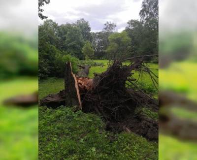 Субботний ураган повалил 75 деревьев в Санкт-Петербурге