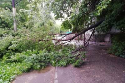 Ветер повалил 75 деревьев в Санкт-Петербурге