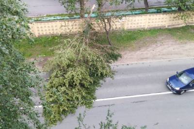 Штормовой ветер повалил в Петербурге 75 деревьев