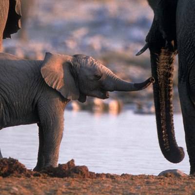 Ученые назвали возможную причину загадочной смерти сотен слонов в Африке