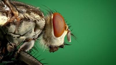 Врач перечислила заболевания, которые могут переносить комнатные мухи