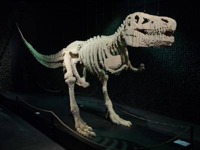 На Аляске нашли обломок челюсти молодого динозавра