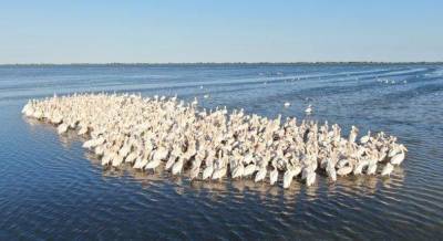 "Тузловские лиманы" под Одессой приютили 1500 розовых пеликанов (фото)