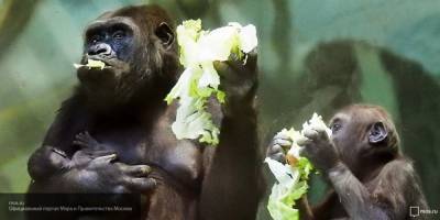 Приматам в зоопарках США начали проводить тесты на коронавирус