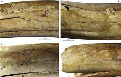 Ученые обнаружили на бивнях 13 000-летних мамонтов гравюры боевых верблюдов