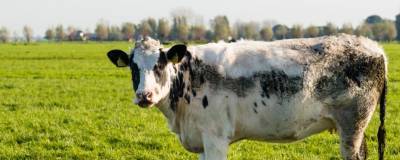 Московские ученые займутся исследованием якутских пород коров