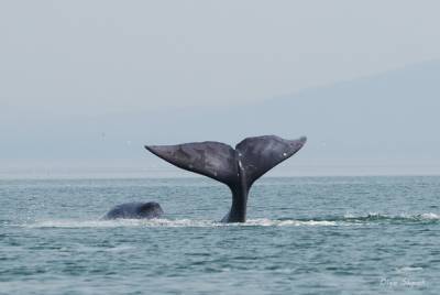 Сахалинцам расскажут о гренландских китах
