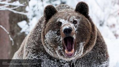МЧС по Красноярскому краю дало жителям рекомендации по поведению при встрече с медведем