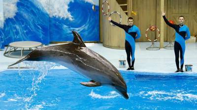 В Новосибирской области возобновится работа торговых центров и дельфинария