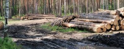 Омичи жалуются на массовую вырубку леса в деревне Окунево
