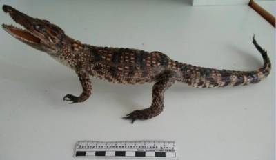 Жителя Кузбасса оштрафовали из-за чучела крокодила из Вьетнама
