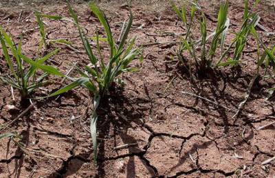 На Южном Урале в четырех районах введен режим ЧС из-за засухи