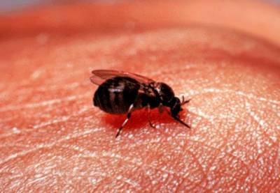 Страшнее комаров: В Роспотребнадзоре рассказали о наиболее опасных кровососущих насекомых