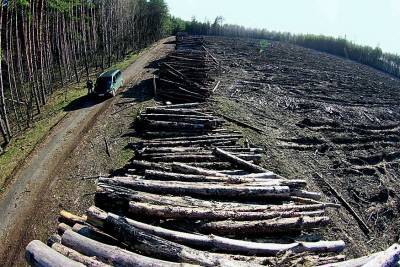 Киев обеспечивает ВСУ зараженным лесом, который вывозит из Чернобыльской зоны