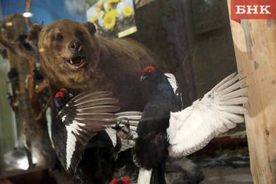 Печорца оштрафовали на пять тысяч рублей за незаконное убийство медведицы