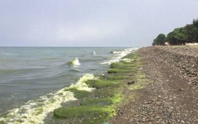 Нашествие водорослей на пляжи Поти - качество воды в пределах нормы
