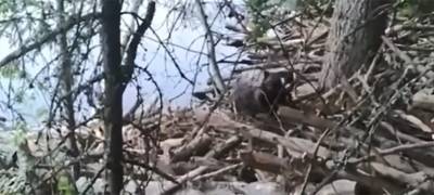 Бобр наломал дров на берегу озера в Карелии (ВИДЕО)
