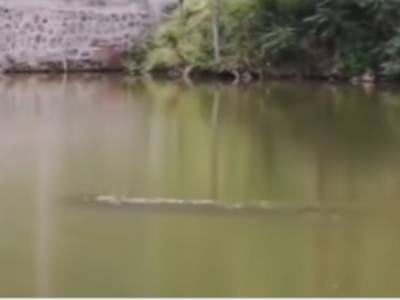 В китайском озере обнаружили трехметрового «монстра»