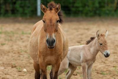 Жеребенок лошади Пржевальского появился на свет в зооценте Москвы