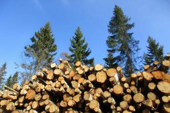 Артыкходжаев предложил действенное решение в сфере противодействия незаконной вырубки деревьев – Ниязматов