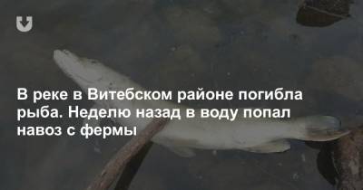 В реке в Витебском районе погибла рыба. Неделю назад в воду попал навоз с фермы
