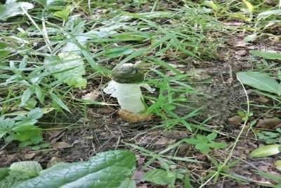 Тулячка нашла редкий, непристойный и вонючий гриб