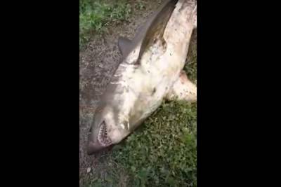 В реке на Сахалине поймали огромную акулу