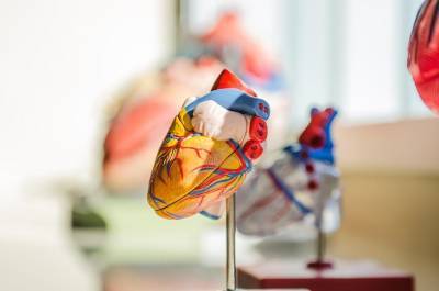 Ученые: Восприятие информации из органов чувств зависит от фазы биения сердца