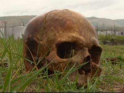 Человеческий череп нашли в поле у подмосковной деревни