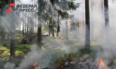 В Красноярском крае в пятнадцать раз сократилась площадь лесных пожаров