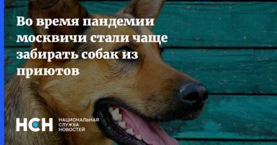 Во время пандемии москвичи стали чаще забирать собак из приютов