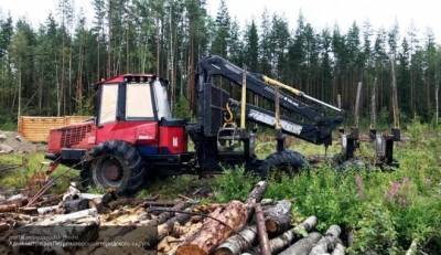 Количество незаконных вырубок леса в Иркутской области снизилось на 27,8%