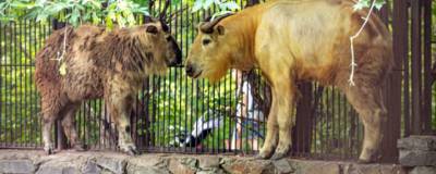 В Новосибирский зоопарк привезли уникальных золотистых такинов