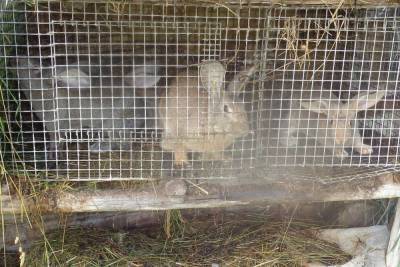 В Центр реабилитации животных в Тверской области привезли кроликов для рысей