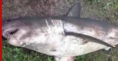 На Сахалине в реке поймали 100-килограммовую акулу