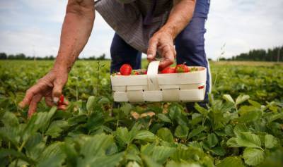 Тяжело без заробитчан: сельское хозяйство Латвии бьет тревогу