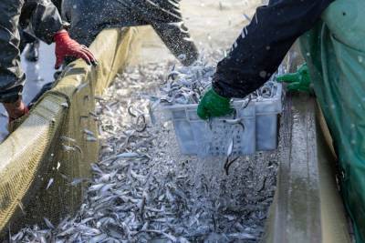 В рыбном порту Махачкалы откроют перерабатывающее предприятие