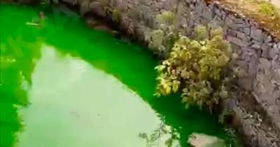 Водохранилище в Химках окрасилось в кислотно-зеленый цвет