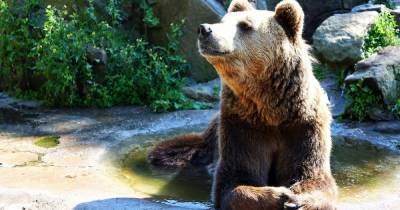 В Калининградском зоопарке назвали животных с самых дорогим меню
