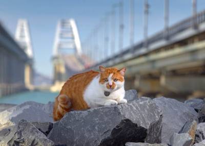 Символ Крымского моста кот Мостик поменяет профессию
