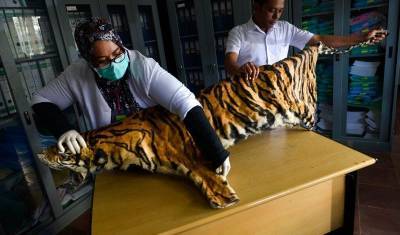 Мьянма займется разведением редких животных, запрещенных в Китае