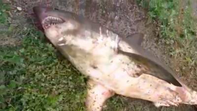 Сахалинский рыбак поймал 100-килограммовую акулу в реке