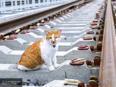 Чайка Валера заменит кота Мостика после переезда пушистого с Крымского моста