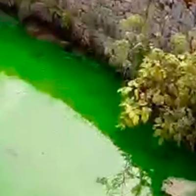 Вода в Химкинском водохранилище окрасилась в кислотно-зеленый цвет