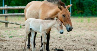 В московском зоопарке родился жеребенок краснокнижной лошади - moslenta.ru - Московская обл.