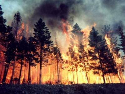 Пожар в Луганской области ликвидирован полностью - ЛОГА
